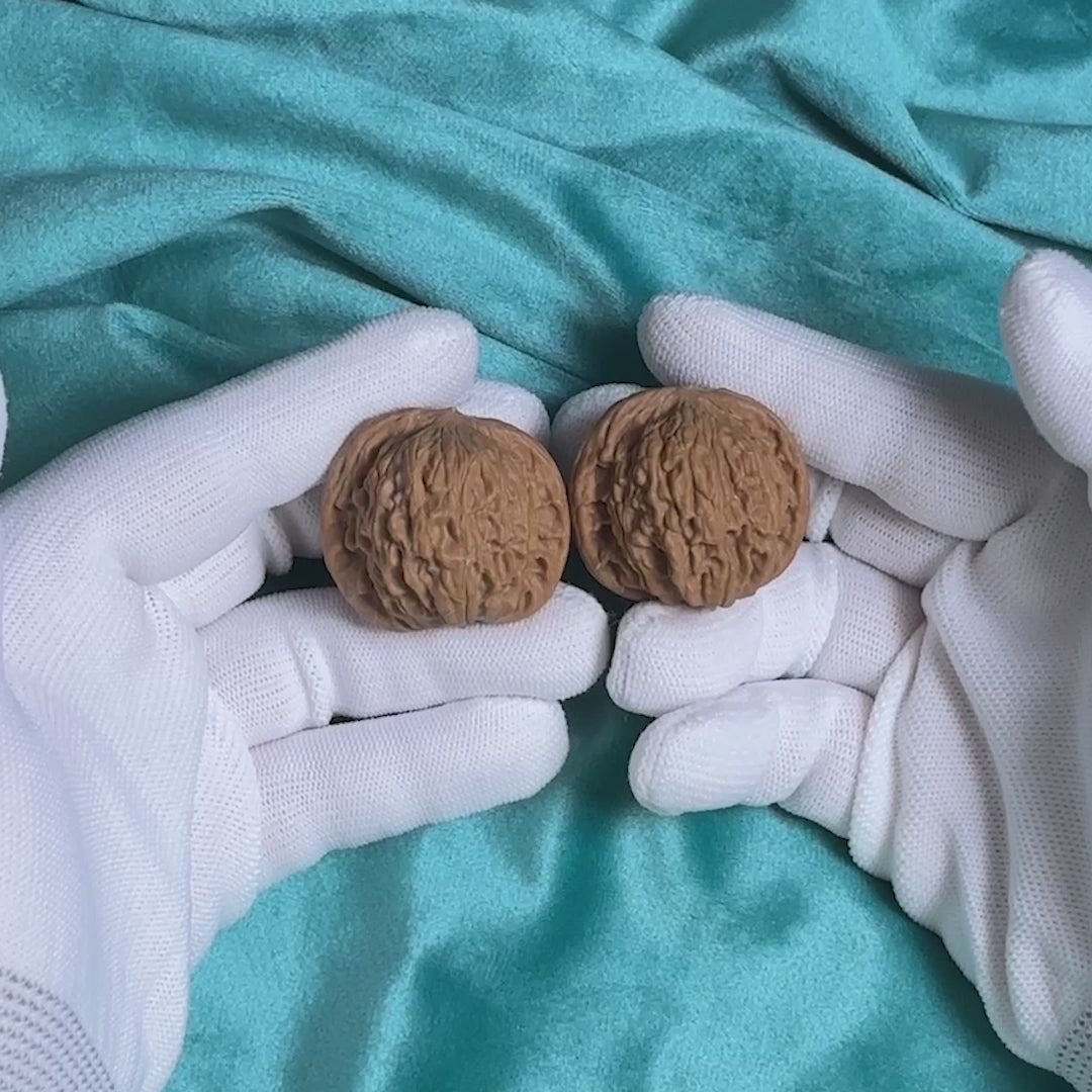 White-gloved hands presenting Heritage Mo-Pan walnut pair, showcasing natural flat disc texture

