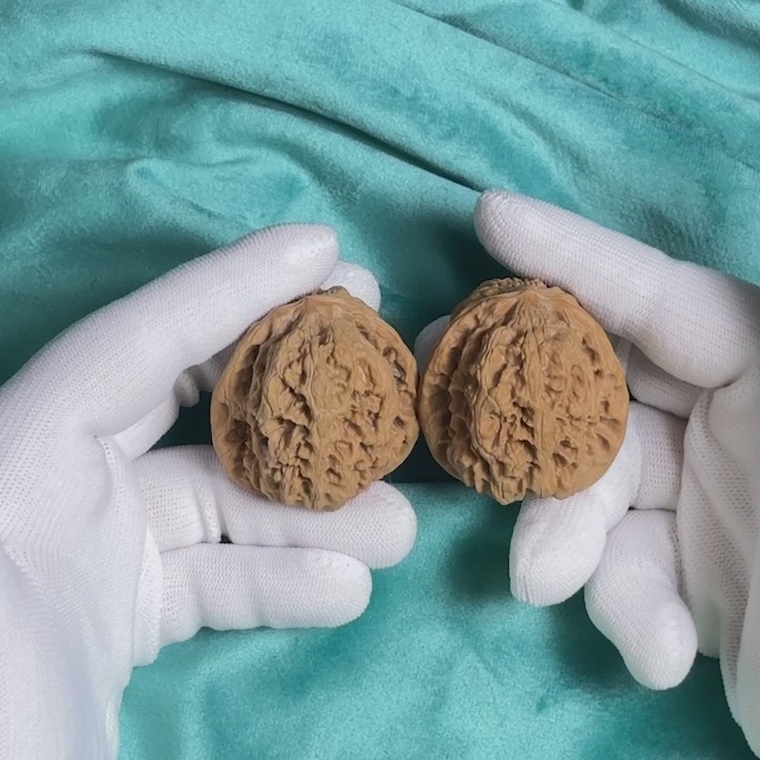 White-gloved hands holding premium wenwan walnut, showcasing natural ridged surface texture

